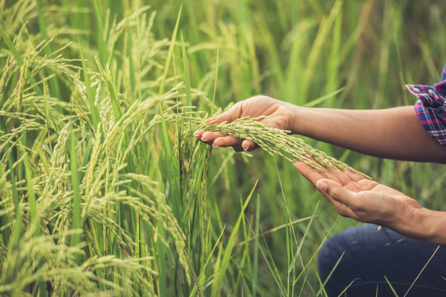 farmer-holds-rice-hand